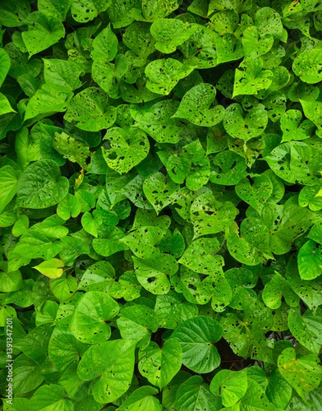 Fototapeta Lush green leaves of the sweet potato plant, known for their distinctive heart shape and fast-growing nature, with several leaves showing signs of damage and small holes