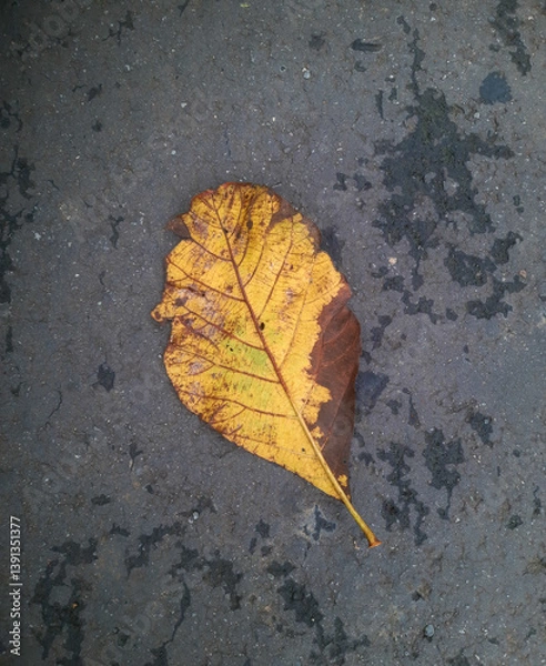 Fototapeta A dry teak leaf resting on the ground, contrasted beautifully against an abstract grey background
