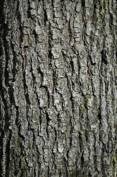 Obraz Texture Of Oak Bark. Close-Up. Macro.