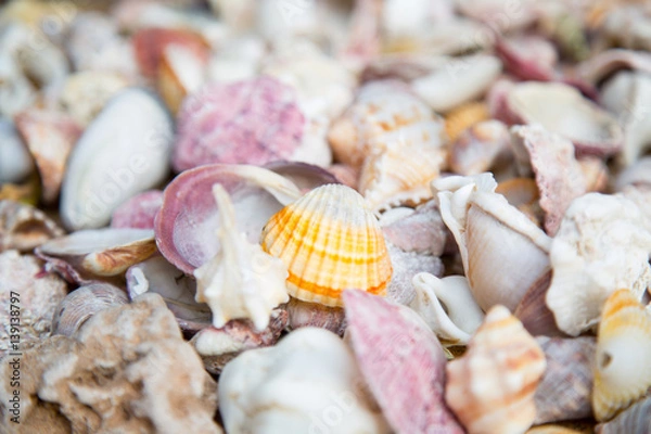 Fototapeta Close up of the colorful shells on the beach.