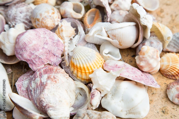 Fototapeta Close up of the colorful shells on the beach.