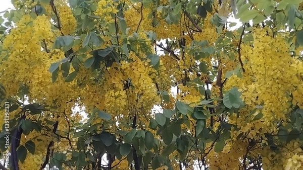 Fototapeta Cassia fistula, golden shower, yellow tree branches