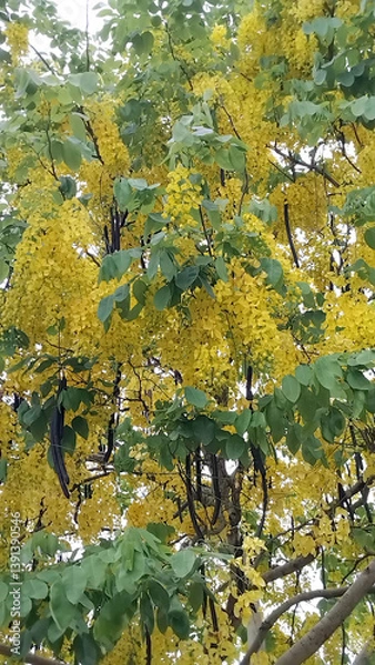 Fototapeta Cassia fistula, golden shower, yellow tree branches