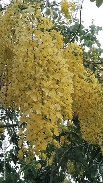 Fototapeta Cassia fistula, golden shower, yellow tree branches
