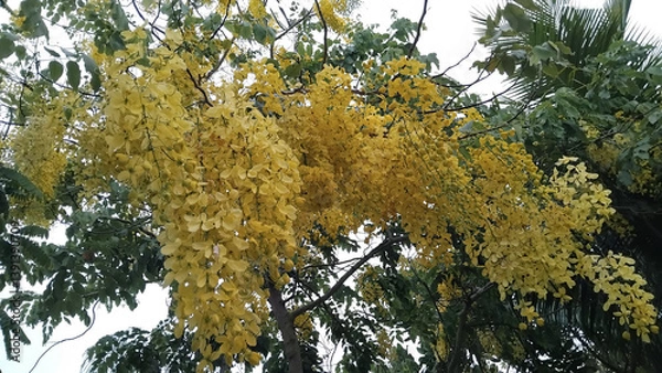 Fototapeta Cassia fistula, golden shower, yellow tree branches