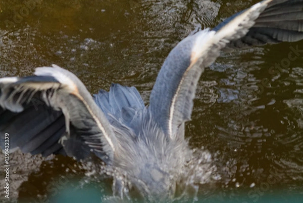 Obraz Heron Diving into Water