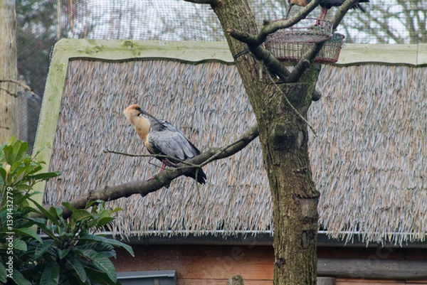 Obraz Bird Perched on a Tree Branch