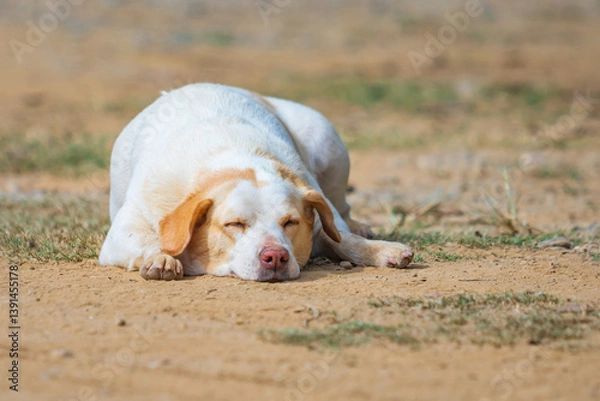 Obraz Dog sleep on the dirty ground. Happy dog sleeping.