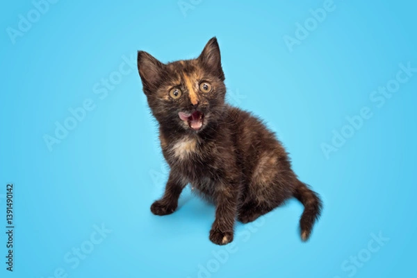 Obraz A cute fluffy kitten is playing and looking up at a blue background. Selective focus