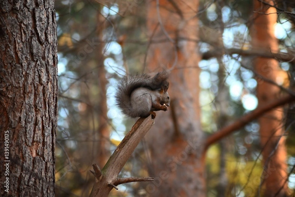 Obraz A grey squirrel sits on a branch and eats a nut in autumn. Selective focus.