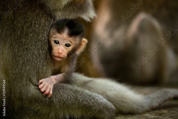 Obraz Monkey child in Ubud Bali