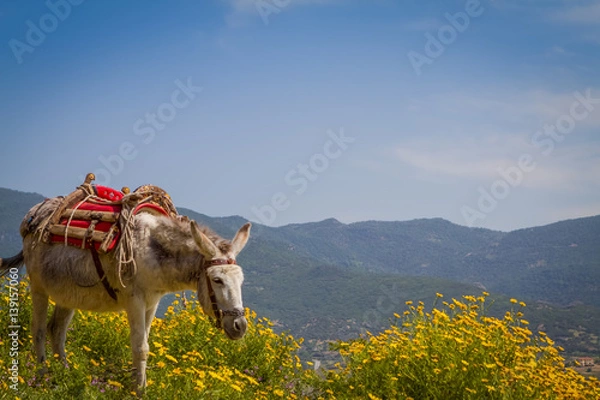 Obraz Mule Greece