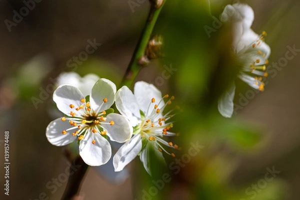 Obraz Closeup macro shot of beautiful white plum flower on a tree branch in spring