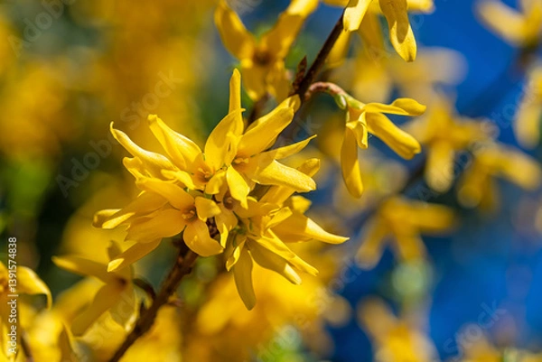 Obraz Closeup macro shot of beautiful yellow forsythia flowers in spring