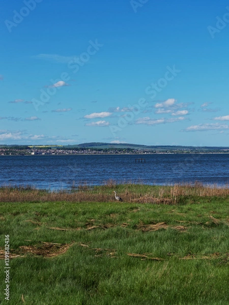 Obraz A Grey Heron on the Waters Edge of the Firth of Tay, with Broughty Ferry in the background on a sunny day in May.