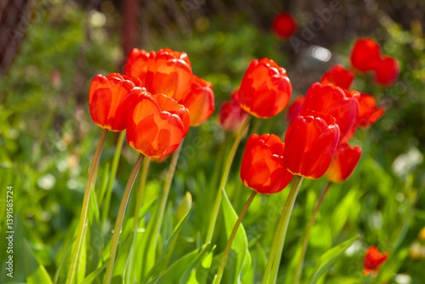 Fototapeta Red tulips grow in the garden in the rays of the spring sun