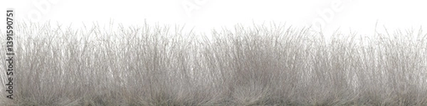 Obraz Dried Red Fescue grass field in nature with isolated on transparent background - PNG file, 3D rendering for create and design