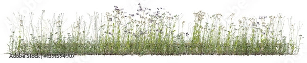 Obraz Various types of wild flowers and grass field in nature, Tropical forest isolated on transparent background - PNG file, 3D rendering for create and design
