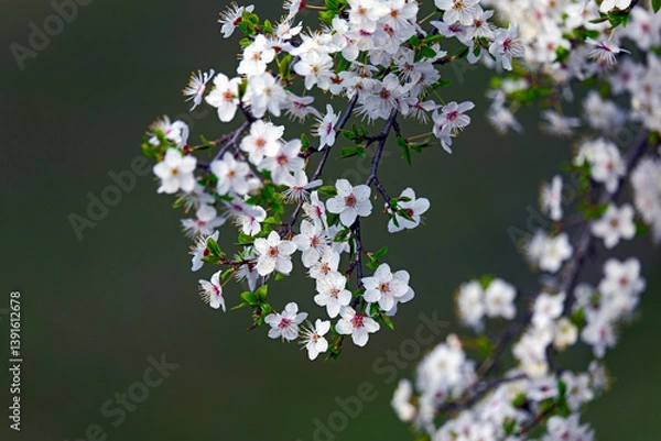 Obraz A close-up of blooming white cherry blossoms on a tree branch against a soft, vibrant green background. The image captures the essence of spring with delicate petals and fresh young leaves, 