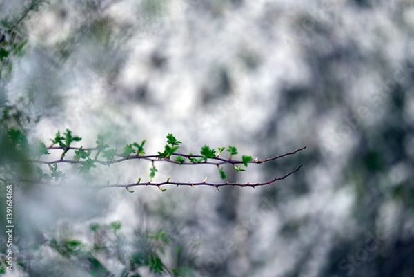 Obraz A close-up of blooming white cherry blossoms on a tree branch against a soft, vibrant green background. The image captures the essence of spring with delicate petals and fresh young leaves, 
