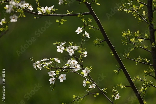 Obraz A close-up of blooming white cherry blossoms on a tree branch against a soft, vibrant green background. The image captures the essence of spring with delicate petals and fresh young leaves, 