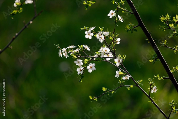 Obraz A close-up of blooming white cherry blossoms on a tree branch against a soft, vibrant green background. The image captures the essence of spring with delicate petals and fresh young leaves, 