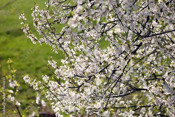 Obraz A close-up of blooming white cherry blossoms on a tree branch against a soft, vibrant green background. The image captures the essence of spring with delicate petals and fresh young leaves, 