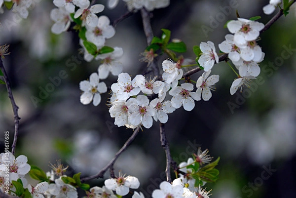 Obraz A close-up of blooming white cherry blossoms on a tree branch against a soft, vibrant green background. The image captures the essence of spring with delicate petals and fresh young leaves, 