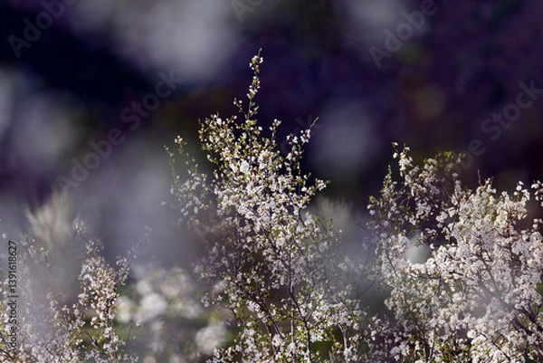 Obraz A close-up of blooming white cherry blossoms on a tree branch against a soft, vibrant green background. The image captures the essence of spring with delicate petals and fresh young leaves, 