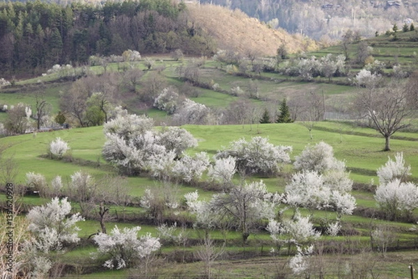 Obraz A close-up of blooming white cherry blossoms on a tree branch against a soft, vibrant green background. The image captures the essence of spring with delicate petals and fresh young leaves, 