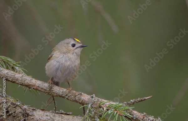 Fototapeta Goldcrest - male bird at forest in spring