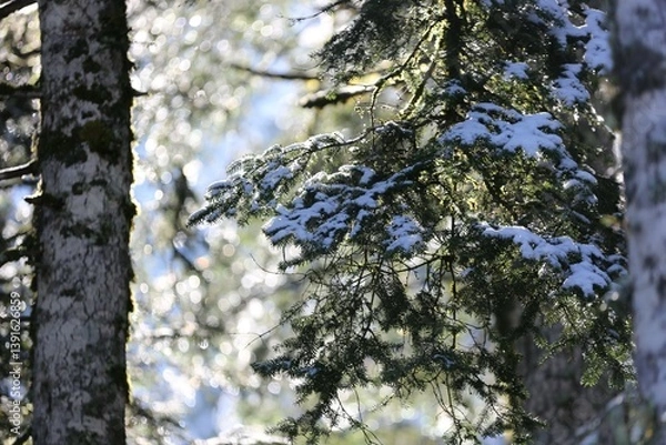Fototapeta delicate branches covered in snow and ice, capturing a quiet winter scene. The ice glistens like crystals, contrasting with the snow, while the blurred background adds a sense of depth and focus 