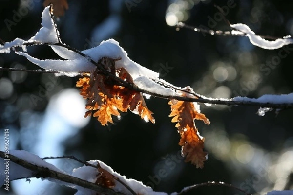Fototapeta delicate branches covered in snow and ice, capturing a quiet winter scene. The ice glistens like crystals, contrasting with the snow, while the blurred background adds a sense of depth and focus 