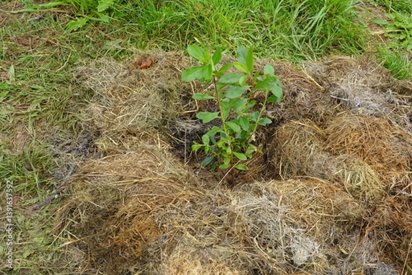 Fototapeta young arbutus plant freshly planted in the garden. grass mulch in the arbutus bush.