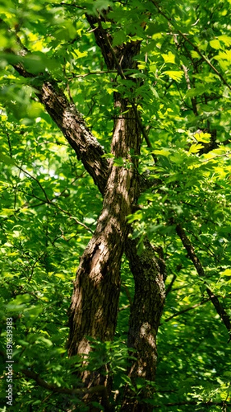 Fototapeta Two crossed trees in the forest