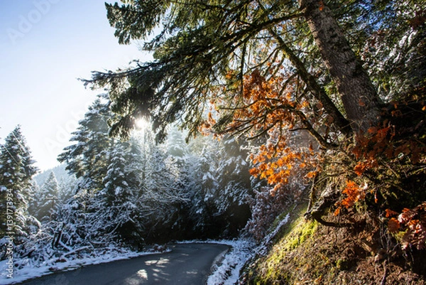 Fototapeta delicate branches covered in snow and ice, capturing a quiet winter scene.