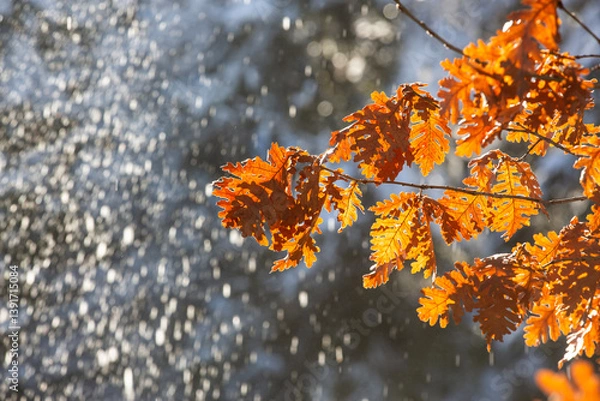 Obraz delicate branches covered in snow and ice, capturing a quiet winter scene.