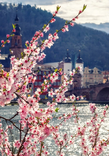 Obraz Heidelberg im Frühling, Alte Brücke und Kirschblüte