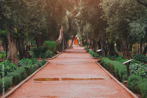 Fototapeta Scenic view of a tranquil red gravel path winding through a peaceful olive grove after a refreshing rain, creating a serene atmosphere