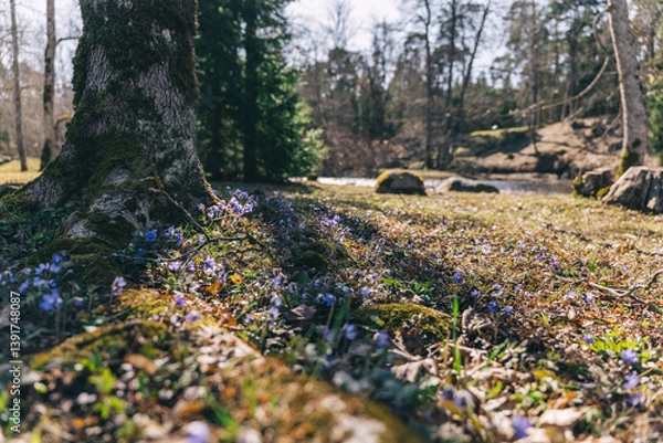 Obraz Spring blooms in a serene forest near a river during sunny daylight