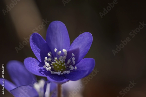 Obraz HEPATICA - Colorful spring flower in the meadow