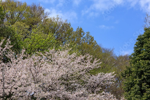 Fototapeta 満開の桜と新緑の木々と青空