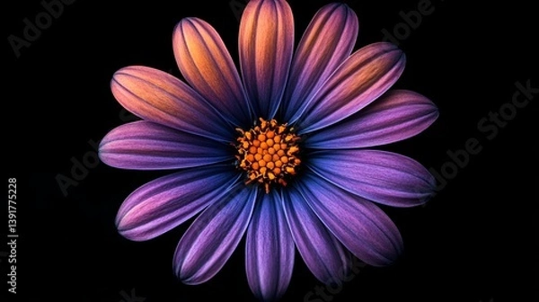 Obraz Close up of a vibrant osteospermum flower with purple petals and orange center on black background