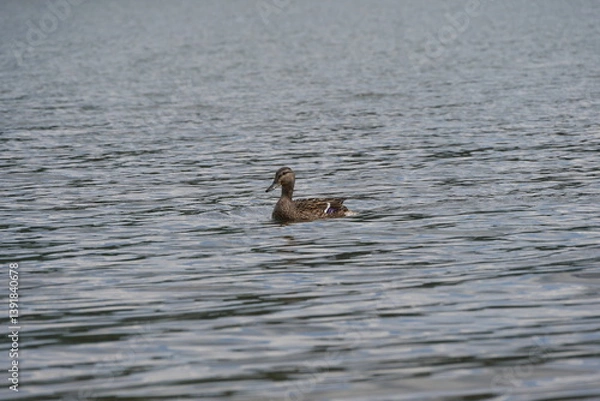 Fototapeta A duck swims alone in the rippled water of a lake