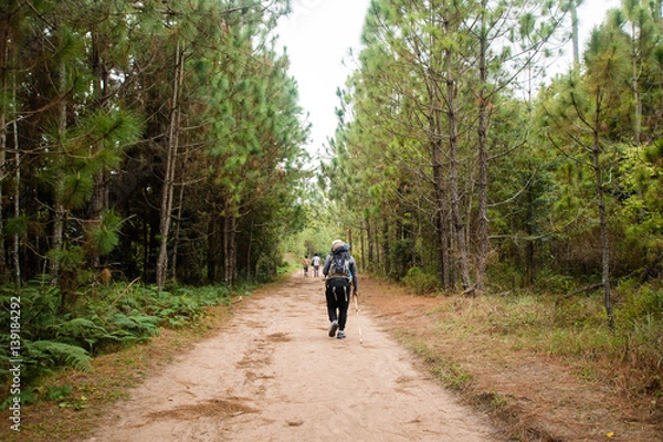 Fototapeta hiking in forest with sunlight, low key with soft focus