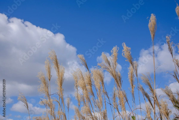 Obraz ススキと青空