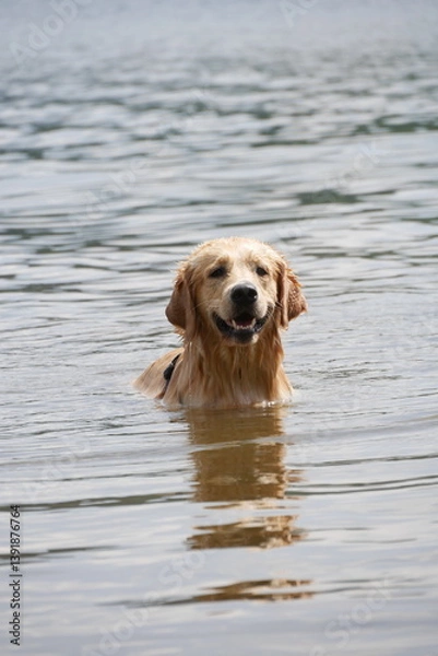 Fototapeta Dog swims in a calm lake, looking towards the camera with a happy expression