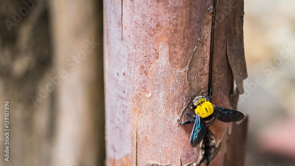 Obraz Carpenter bee