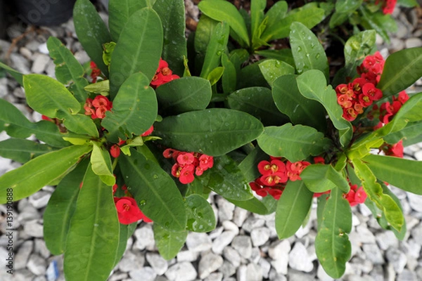 Obraz Euphorbia milii