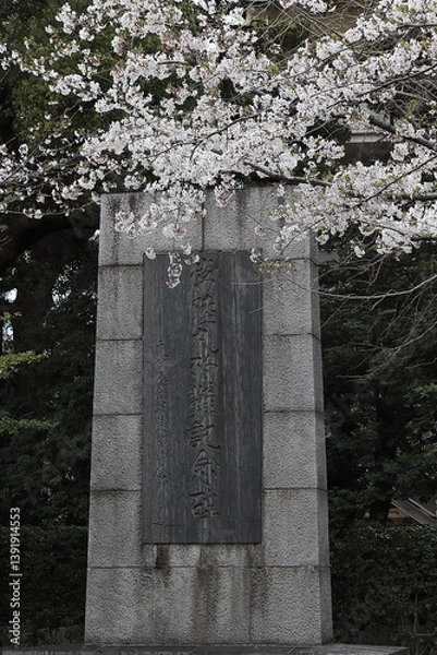 Fototapeta 東京の風景　靖国神社　桜